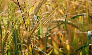 dau-tu-hang-hoa-phai-sinh-gia-cat-loi